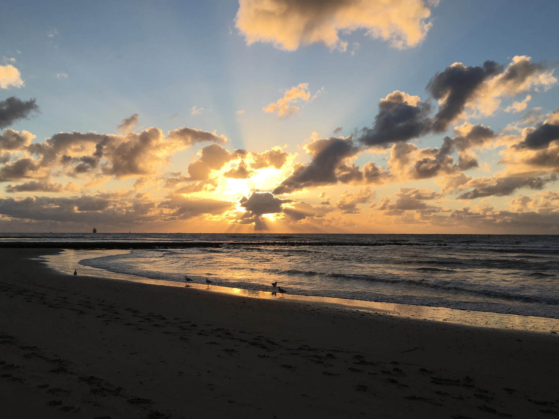 Zonsondergang met meeuwen